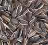 SUNFLOWER OIL SEEDS FOR SALE